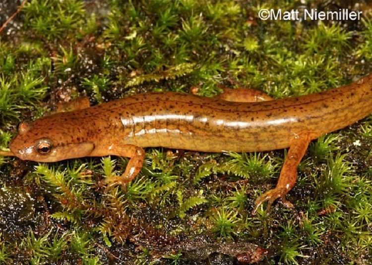 Junaluska salamander Tennessee Watchable Wildlife Junaluska Salamander