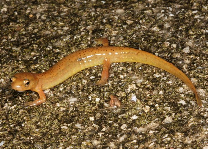Junaluska salamander CalPhotos Eurycea junaluska Junaluska Salamander
