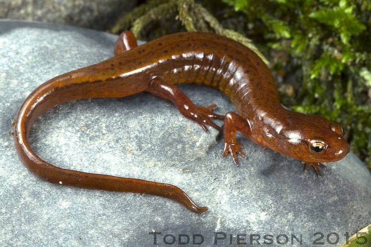 Junaluska salamander Eurycea junaluska Junaluska Salamander Adult male from ea Flickr