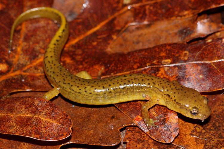 Junaluska salamander Junaluska salamander Eurycea junaluska a photo on Flickriver