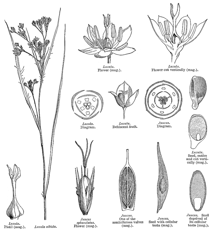 Juncaceae Angiosperm families Juncaceae Juss