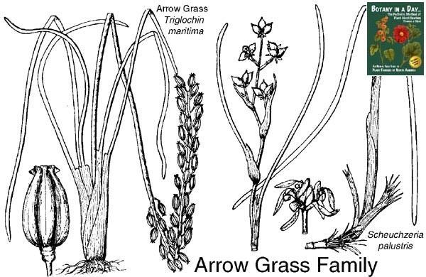 Juncaginaceae Juncaginaceae Arrow Grass Family Identify plants and flowers