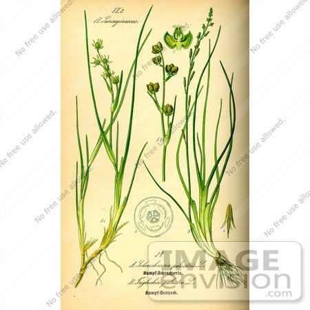 Juncaginaceae Picture of Aquatic Plants Juncaginaceae 13727 by JVPD Royalty