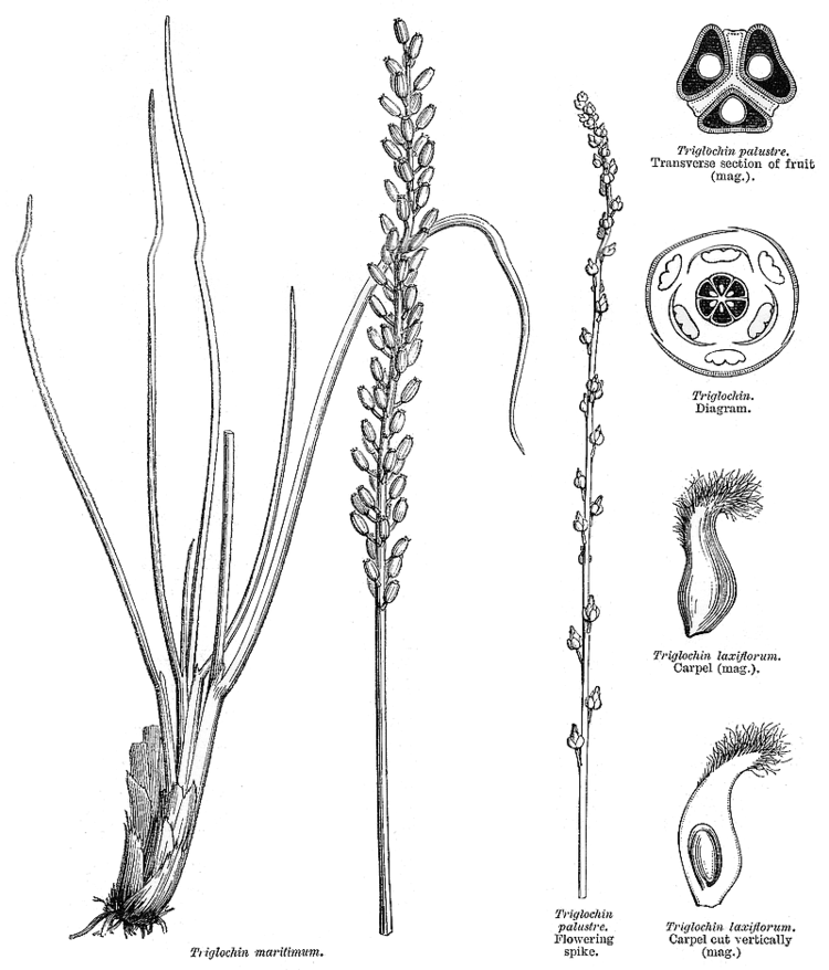 Juncaginaceae Angiosperm families Juncaginaceae Rich