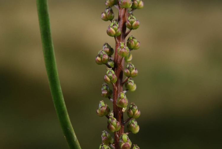 Juncaginaceae Triglochin striata Juncaginaceae image 24559 at PhytoImagessiuedu