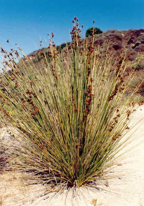 Juncus acutus nathistocbioucieduPlants20of20Upper20Newpor