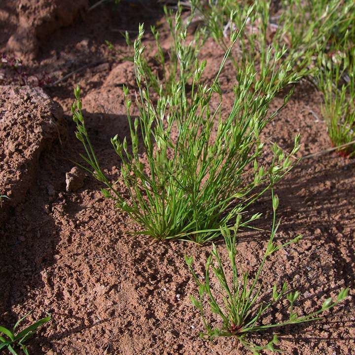 Juncus bufonius - Alchetron, The Free Social Encyclopedia