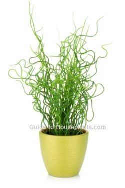 Juncus effusus 'Spiralis' Juncus effusus 39Spiralis39 Corkscrew Rush Plant