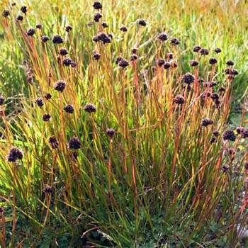 Juncus ensifolius Juncus Ensifolius Seeds Swordleaf Rush Ornamental Grass Seed