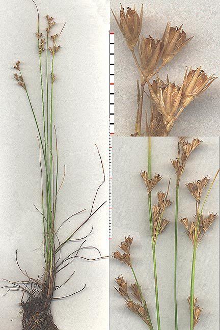 Juncus interior Juncus interior