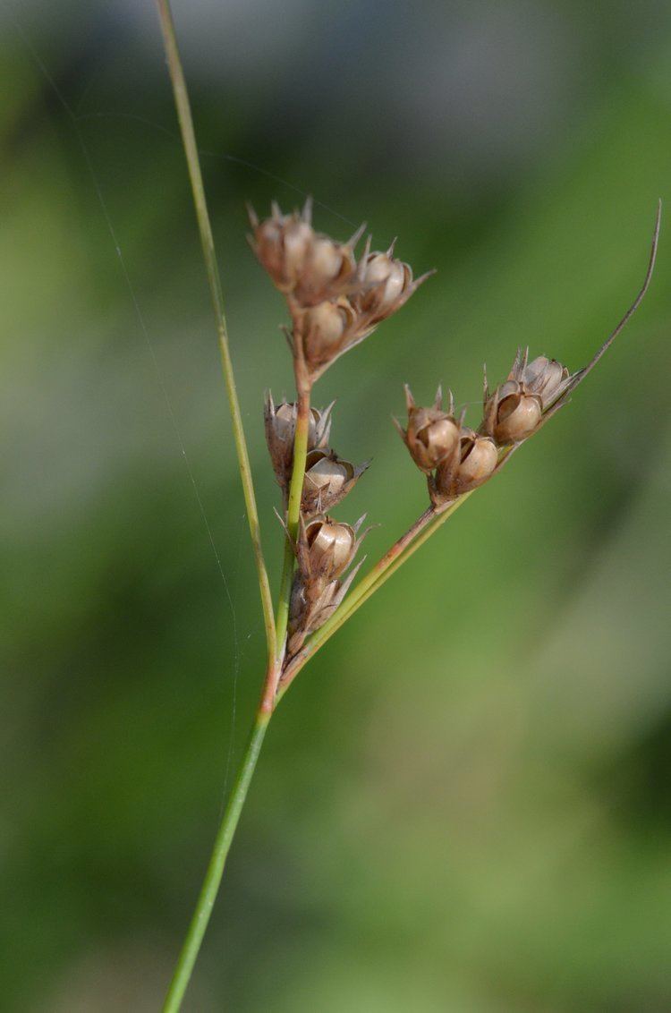 Juncus interior bbb5317jpg