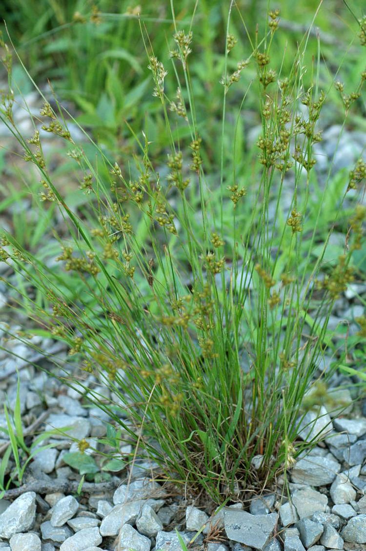 Juncus interior Juncus interior Juncaceae image 295 at PhytoImagessiuedu