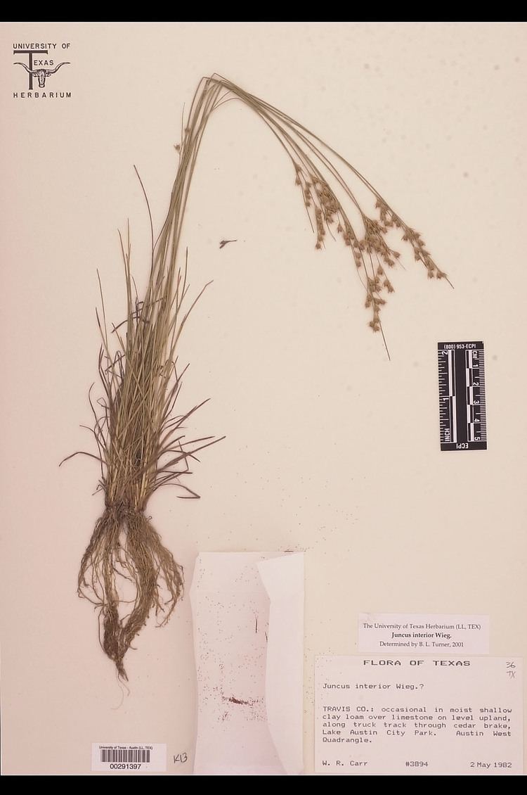 Juncus interior Juncaceae