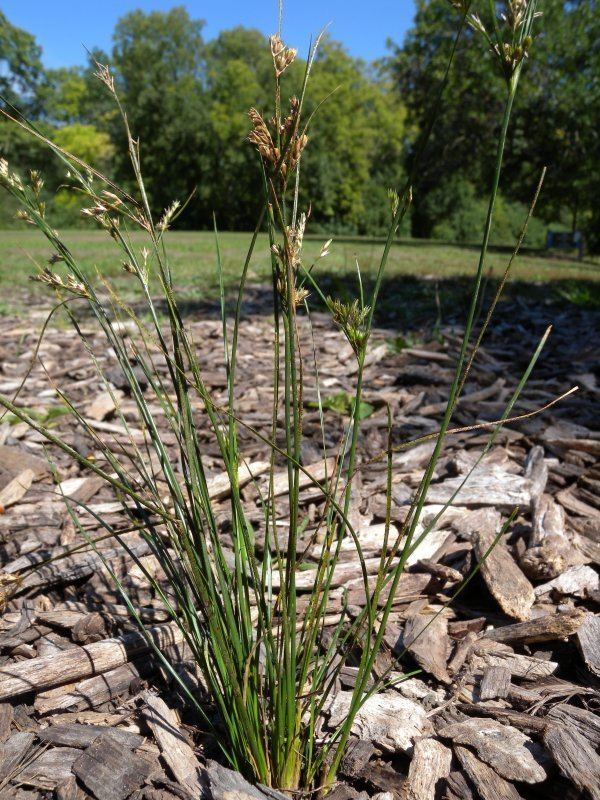 Juncus interior Inland Rush Juncus interior