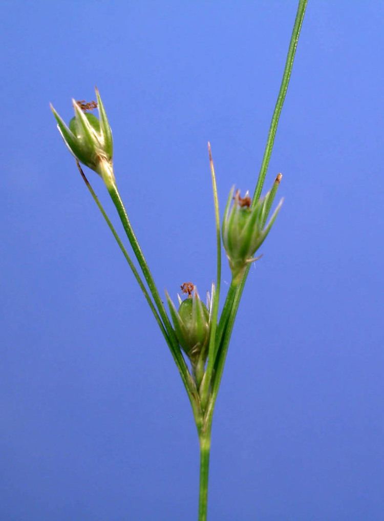 Juncus interior Juncus interior Juncaceae image 294 at PhytoImagessiuedu