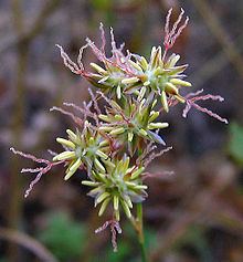 Juncus macrophyllus httpsuploadwikimediaorgwikipediacommonsthu