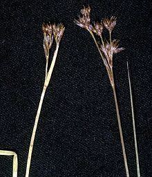 Juncus nevadensis httpsuploadwikimediaorgwikipediacommonsthu