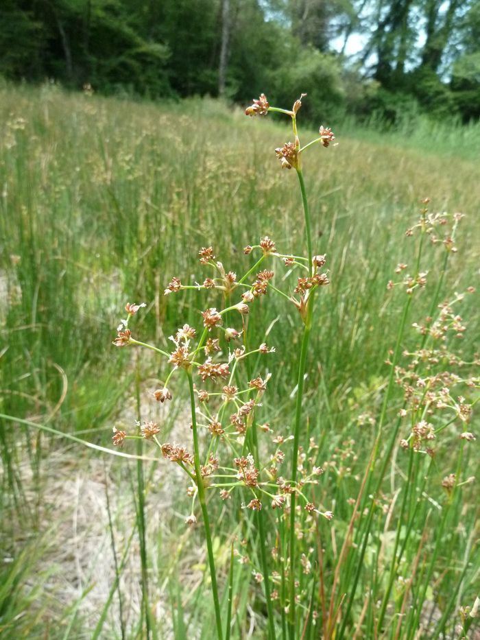 Juncus subnodulosus Nouvelle page 1