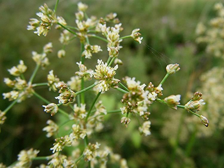 Juncus subnodulosus Bluntflowered Rush Juncus subnodulosus NatureSpot