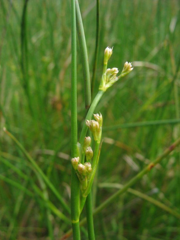 Juncus subnodulosus FileJuncus subnodulosusjpeg Wikimedia Commons