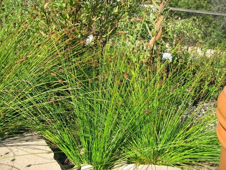 Juncus torreyi Mother Nature39s Backyard A Waterwise Garden Plant of the Month