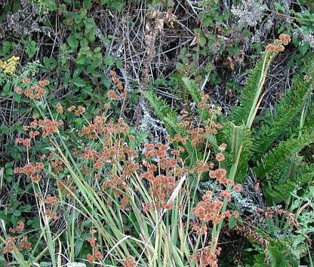 Juncus xiphioides Juncus xiphioides Gallery Bay Natives Bring Nature Into Your Life