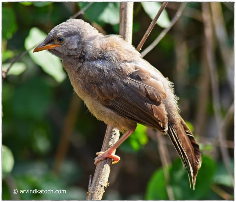 Jungle babbler Jungle Babbler Turdoides striata Pictures and Detail Angry Bird