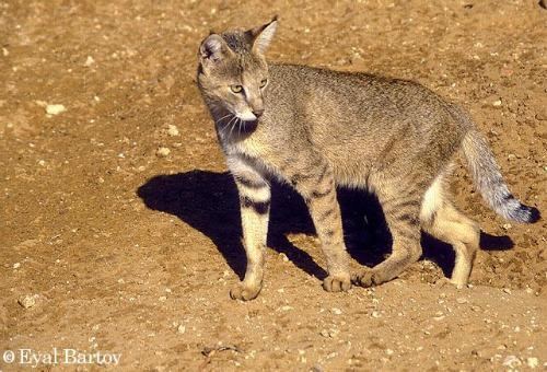 Jungle cat Jungle Cat International Society for Endangered Cats ISEC Canada