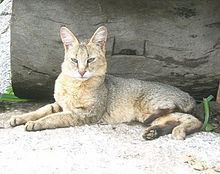 Jungle cat httpsuploadwikimediaorgwikipediacommonsthu