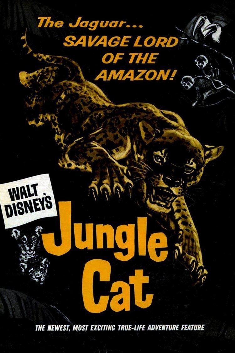 Jungle Cat (film) wwwgstaticcomtvthumbmovieposters5474p5474p