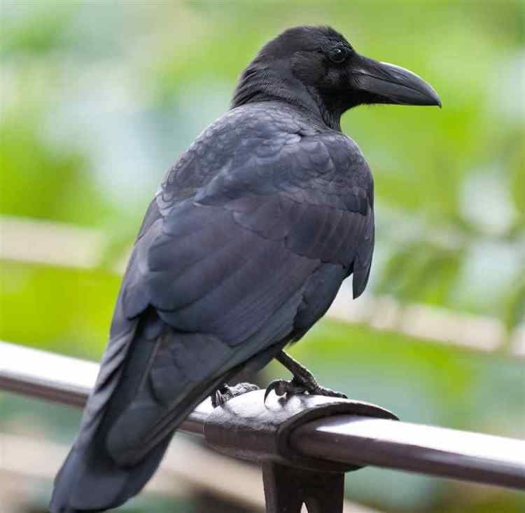 Jungle crow Karasu Beware of the Crows in Japan ST Booking blog