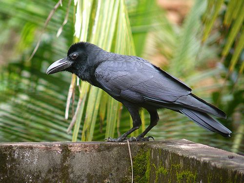 Jungle crow Jungle crow Colombo Sri Lanka feathered friends Pinterest