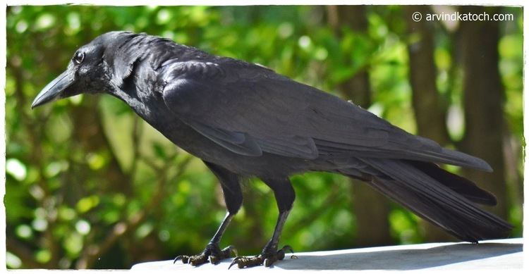 Jungle crow Indian Jungle Crow Corvus Macrorhynchos Pictures and Details