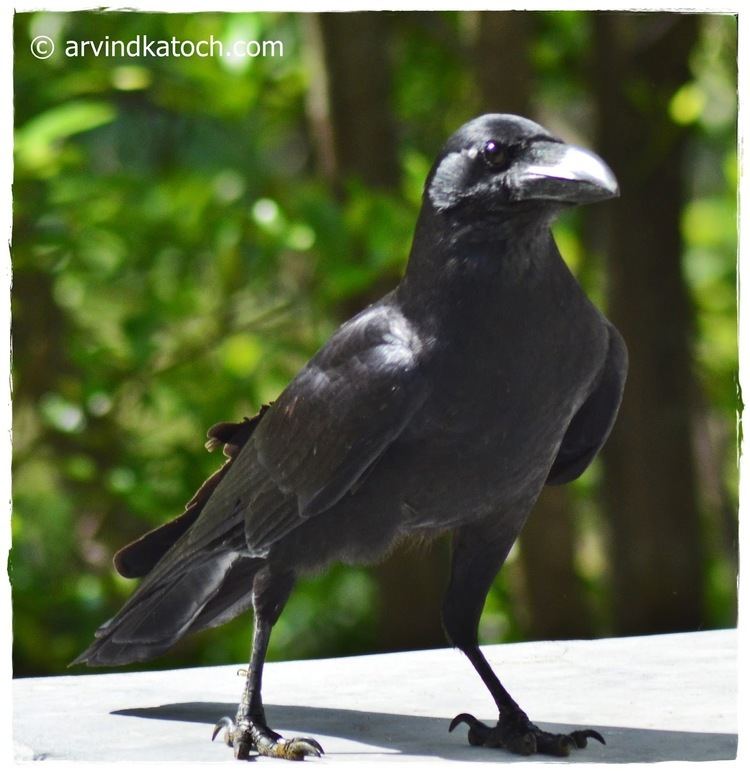 Jungle crow Indian Jungle Crow Corvus Macrorhynchos Pictures and Details