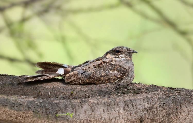 Jungle nightjar Jungle Nightjar Caprimulgus indicus videos photos and sound