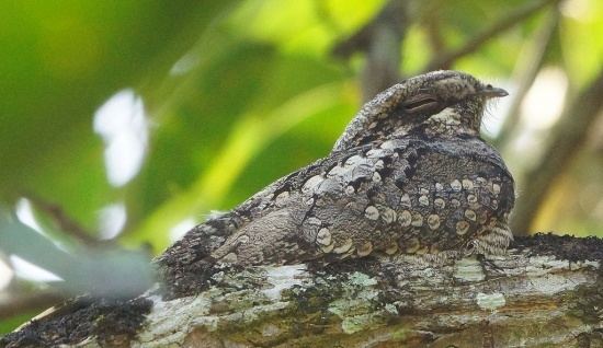 Jungle nightjar Jungle Nightjar BirdForum Opus