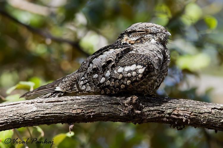 Jungle nightjar Jungle Nightjar Caprimulgus indicus videos photos and sound