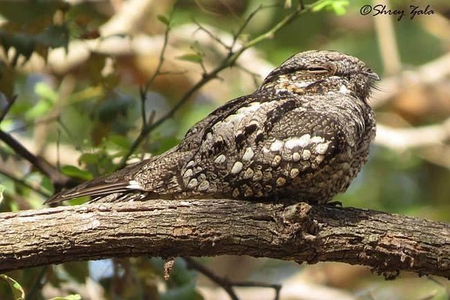 Jungle nightjar Jungle Nightjar Caprimulgus indicus videos photos and sound