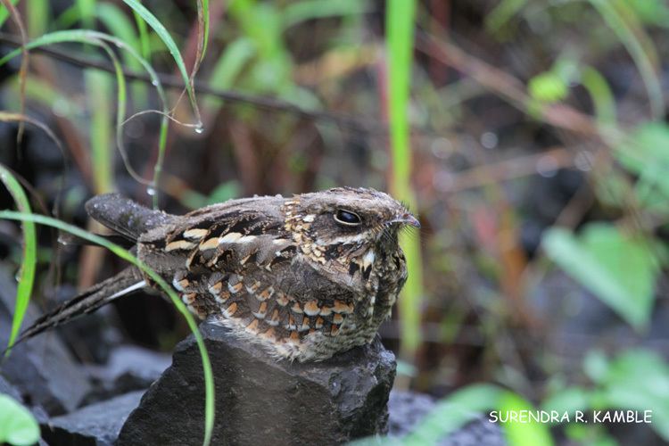 Jungle nightjar Indian Jungle Nightjar