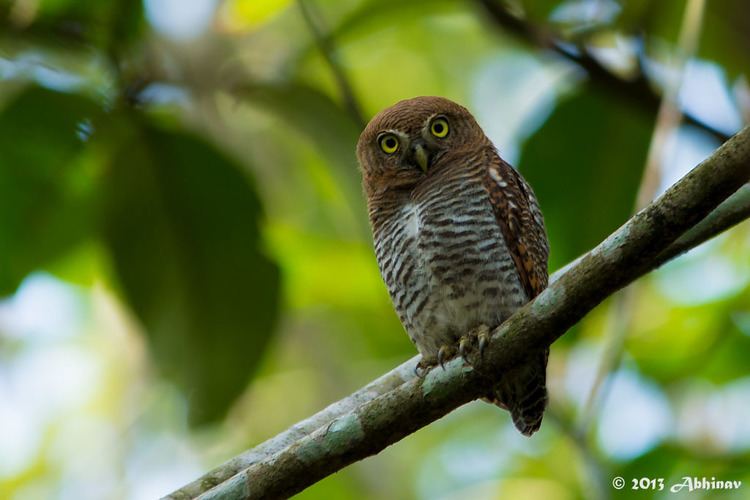 Jungle owlet - Alchetron, The Free Social Encyclopedia