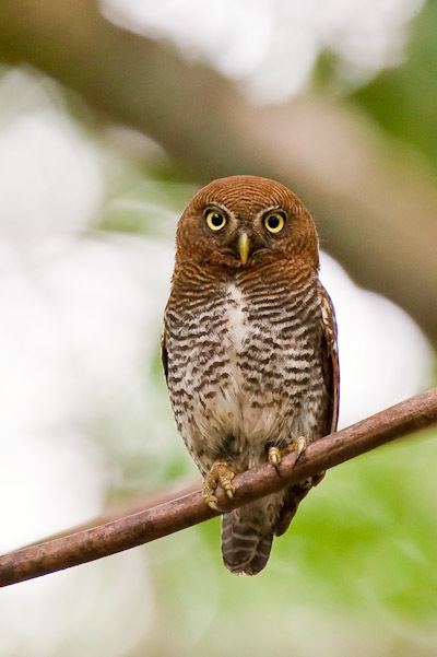 Jungle owlet Surfbirds Online Photo Gallery Search Results
