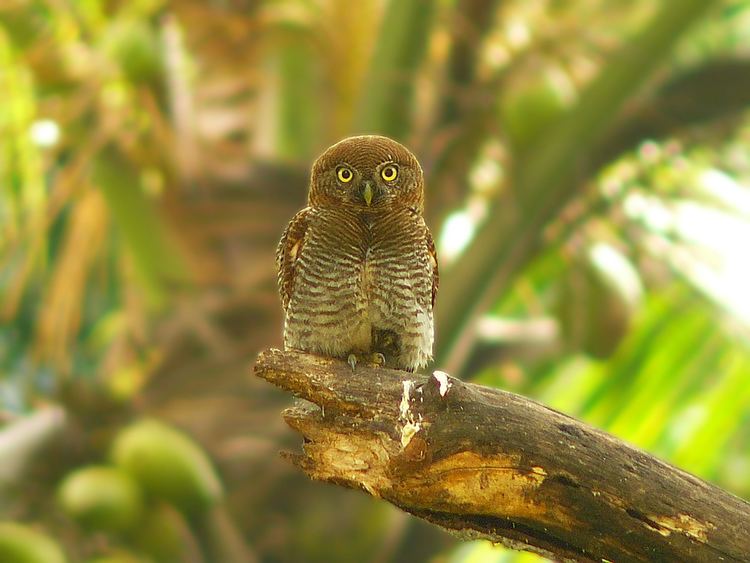 Jungle owlet httpsuploadwikimediaorgwikipediacommonsaa