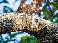 Jungle palm squirrel httpsuploadwikimediaorgwikipediacommonsthu