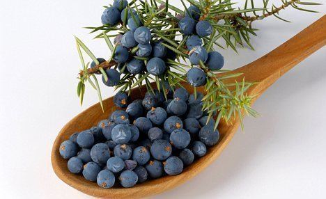 Juniper berry Is English gin in peril Juniper berry bush could disappear within