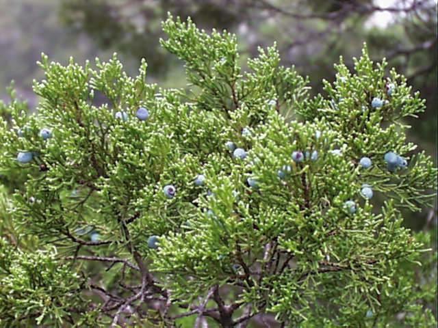 Juniperus ashei Juniperus ashei