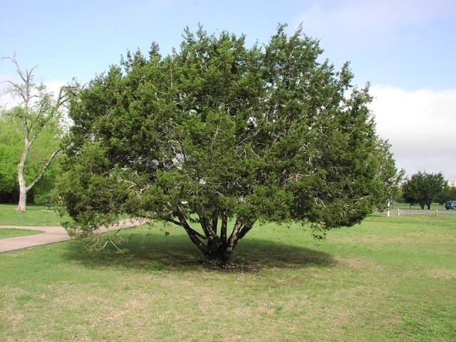 Juniperus ashei wwwbioutexaseducoursesbio406dimagespicscup