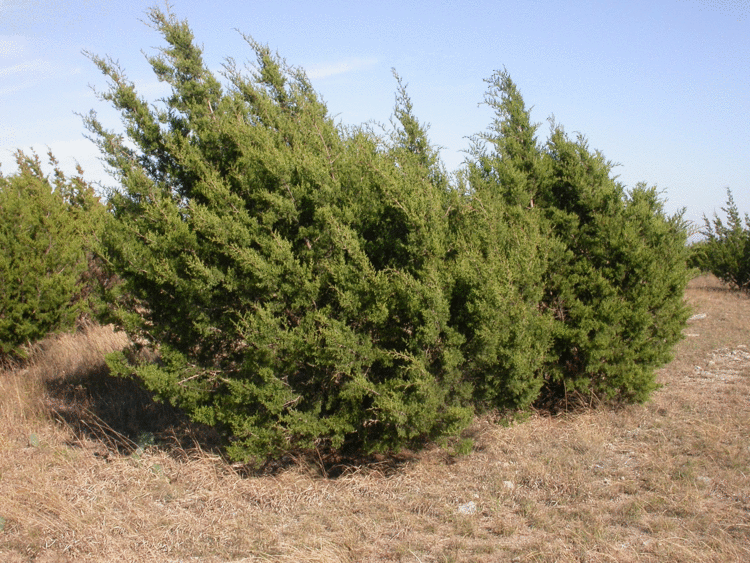 Juniperus ashei Juniperus ashei phenology