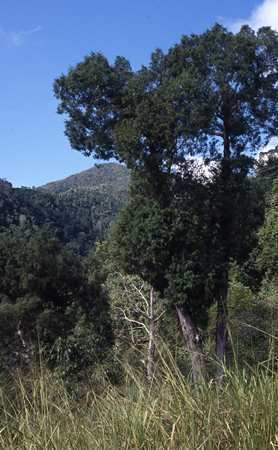 Juniperus barbadensis threatenedconifersrbgeorgukimagesuploadsJuni