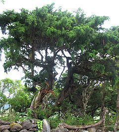 Juniperus brevifolia httpsuploadwikimediaorgwikipediacommonsthu