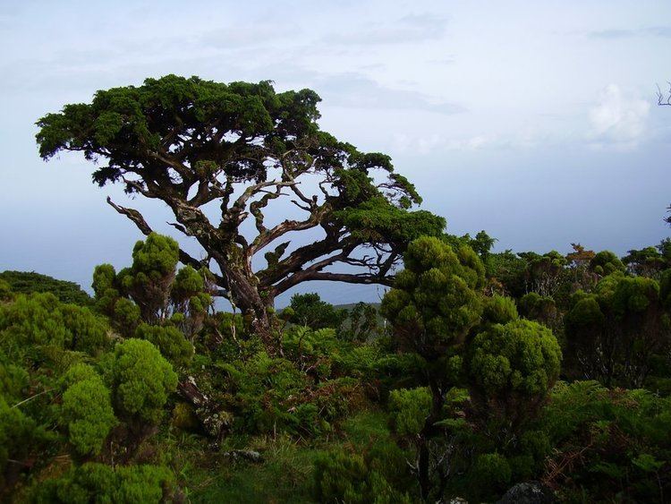 Juniperus brevifolia Panoramio Photo of Juniperus brevifolia on the Central Plateau of